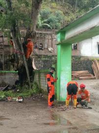 Berpotensi Roboh Pohon Besar di Komplek SD Negeri Kendal Ditebang
